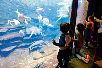 Aquarium © Denis Hurtaud