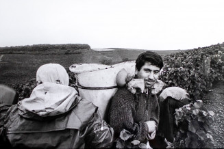 Vendanges dans le Beaujolais - travailleur turc. Issu de la série Gurbet de Bruno Boudjelal, 2004