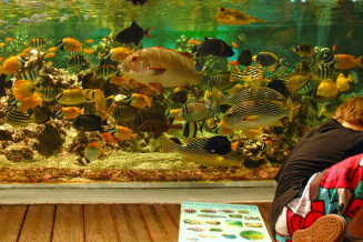 Le congrès des petits taxonomistes