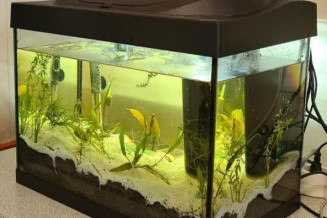 Un aquarium en classe