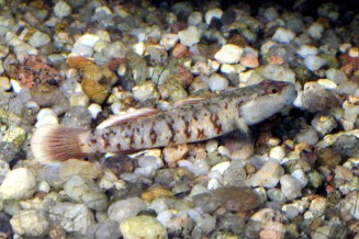 Photo d'un Rhinogobius zhoui