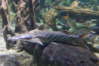 Photo d'un Brachyplatystoma tigrinum