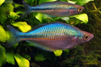 Photo d'un couple de Melanotaenia lacustris 