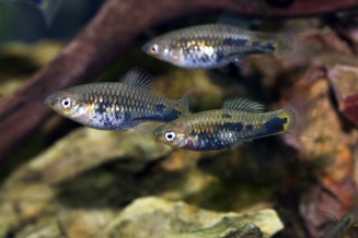 Photo d'un groupe de Xiphophorus meyeri