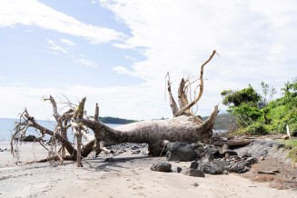 Laura Henno, "Un baobab fauché par Chido. Plage de Mzouazia, Mayotte" Février 2025 