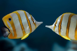 Saint Valentin 2026 slide