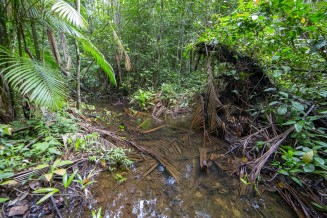 Vue d'une rivière de Guyane 