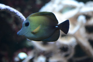 011_zebrasoma_scopas.jpg