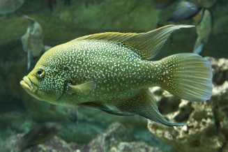 01_paratilapia_polleni.jpg