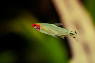 025_hemigrammus_bleheri.jpg