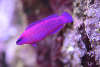 06_pseudochromis_fridmani.jpg