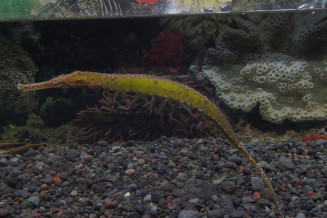 06_syngnatoides_biaculeatus.jpg
