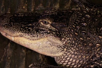 alligators Mississippi