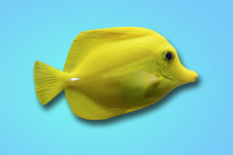 poisson chirurgien jaune