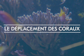 deplacement_coraux.jpg