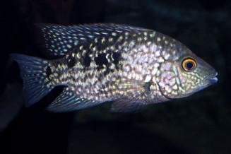 herichthys_carpintis_maao_fevrier_2019_photo_ff_075.jpg