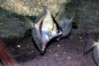 African sunfish - Monodactylus sebae