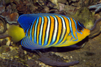 Pygoplites diacanthus adulte de Mer Rouge © Frédéric Fasquel.jpg