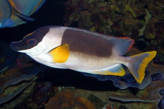 Siganus magnifica adulte © Fréderic Fasquel