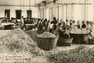 Trieuses de roses au travail