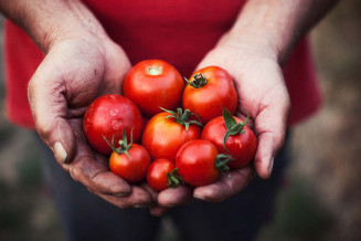 tomates_ruche-qui-dit-oui