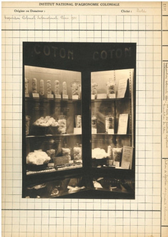 Présentation du coton dans les vitrines entourant le diorama